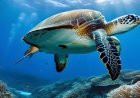 A study on marine life and its impact on ecological balance