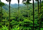 Analyzing the biodiversity in one of the largest rainforests