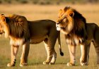 A study on the formation of prides and the interaction of lions in the wild