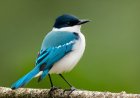 Details about endangered bird species and conservation efforts