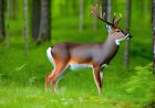 Analysis of Wildlife in Estonian Forests and Interaction Relationships