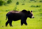 A Study on the Impact of Diseases on Wildlife