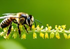 Analyzing bee diseases and their impact on food security and the environment.