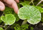 How to deal with fungal diseases and preserve crops