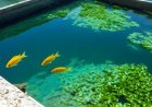 A comprehensive guide on diseases affecting fish in aquaculture systems