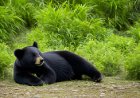 Strategies to Preserve Endangered Species and Maintain Environmental Balance