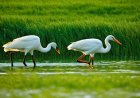 How environmental changes impact the spread of diseases and the safety of animals