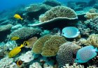 A study on the impact of marine diseases on marine organisms and preventive measures