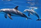 How do dolphins express interaction and communication in the world of the oceans