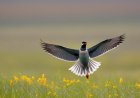 Analyzing the behavior of birds during their annual migrations