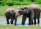 Studying the adaptations of the elephant to its environment and its social interactions