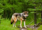 Studying the behavior of wolves and its impact on the ecological balance