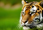 Examine the interactions of the tiger and its adaptations to environmental diversity