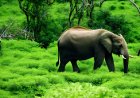 Study of Survival and Adaptation Strategies in Wild Environments