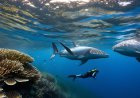 A study on the reproductive methods of marine organisms and their impact on the marine environment