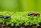 How insects reproduce and their impact on agriculture and the environment