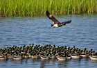 A study on the formation of waterfowl families and the impact of pollution on reproductive processes