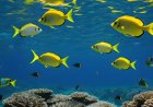A study on the role of reproduction in determining fish schools and protecting them