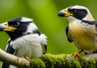 How does reproduction affect the balance of the ecosystem and the behavior of predatory birds