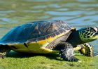 A study on the reproductive processes of turtles and the impact of climate change
