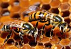 How do bees and ants organize reproductive processes within their communities