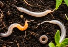 Understanding the reproductive processes of worms and their impact on soil and decomposition