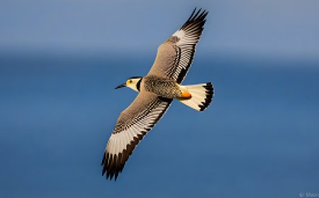 معرفة أنواع الطيور وأنماط هجرتها وحياتها في البرية