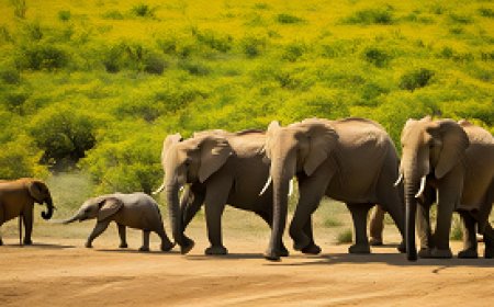 دراسة حول تنوع الثدييات وأنماطها الاجتماعية