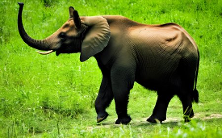 Understanding wildlife diseases and preserving environmental balance