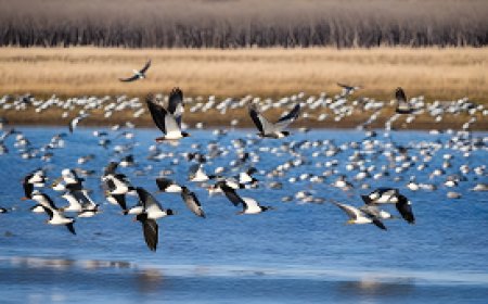 How to protect migratory bird flocks and preserve their health