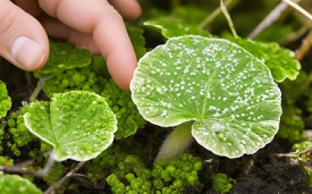 How to deal with fungal diseases and preserve crops