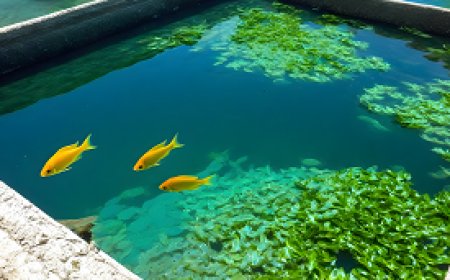 A comprehensive guide on diseases affecting fish in aquaculture systems