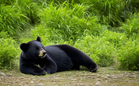 استراتيجيات للحفاظ على الأنواع المهددة والحفاظ على التوازن البيئي