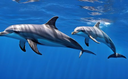 How do dolphins express interaction and communication in the world of the oceans