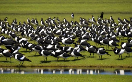 How do birds coordinate in one flock, and what classifications of behavior do they exhibit