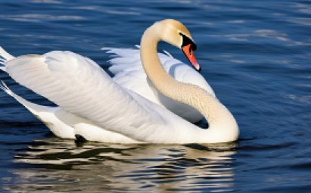 How do swans express their social behavior and communication in their aquatic world