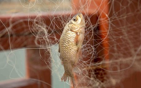 تحليل الأثر البيئي لاستراتيجيات الصيد