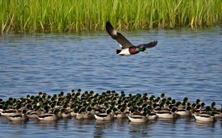 A study on the formation of waterfowl families and the impact of pollution on reproductive processes