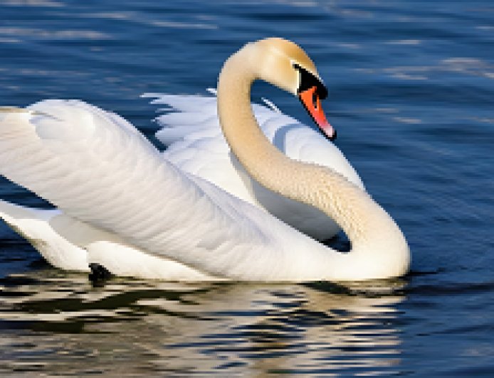 How do swans express their social behavior and communication in their aquatic world