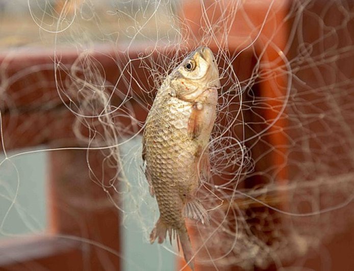 Analysis of environmental Impact of Fishing  Strategies
