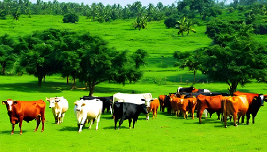 Addressing Cattle Diseases and Preserving Agricultural Production