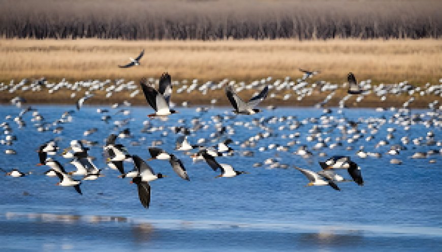 How to protect migratory bird flocks and preserve their health