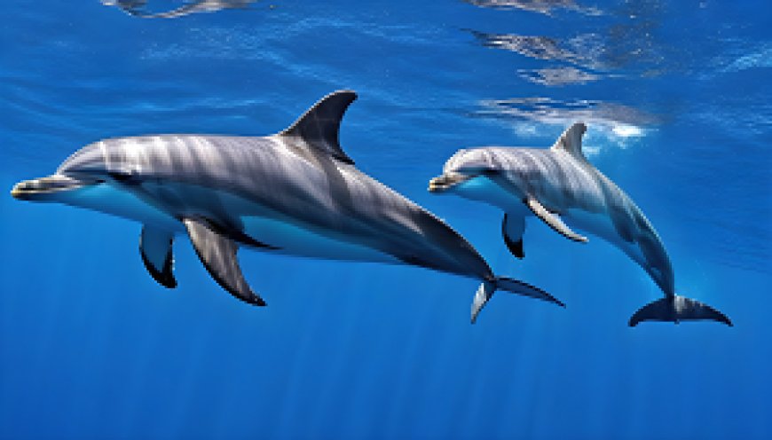 How do dolphins express interaction and communication in the world of the oceans