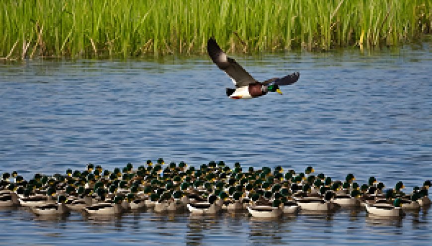 A study on the formation of waterfowl families and the impact of pollution on reproductive processes
