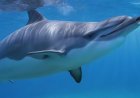 Dolphin Communication Underwater