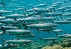 Swimming and Migration of Salmon Fish