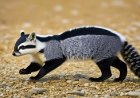 How do animals adapt to their environment