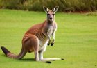 The strangest habits of kangaroos in Australia