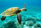 غوص السلاحف البحرية ورحلاتها