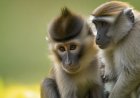 Monkey Behavior and Social Interactions